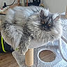 Alia a rejoint le concours — aidez-le/la à gagner de superbes lots ! cat, fluffy, gray, golden_eyes, cat_tree, indoor, wooden_floor, candle, lantern, buddha_statue, pet, fur, relaxed, feline, animal, home, cozy, resting, portrait, curious