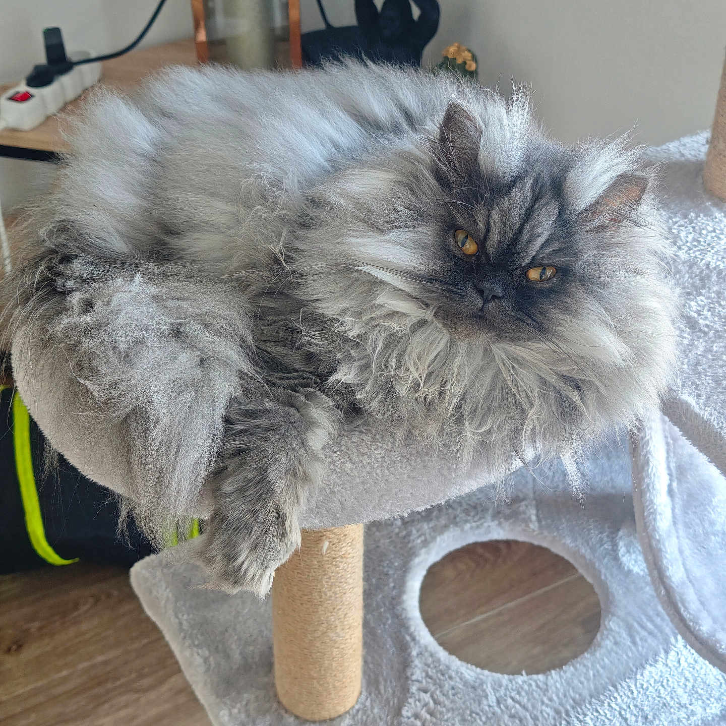 Alia a rejoint le concours — aidez-le/la à gagner de superbes lots ! cat, fluffy, gray, golden_eyes, cat_tree, indoor, wooden_floor, candle, lantern, buddha_statue, pet, fur, relaxed, feline, animal, home, cozy, resting, portrait, curious