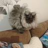 Alia a rejoint le concours — aidez-le/la à gagner de superbes lots ! cat, fluffy, gray, amber_eyes, couch, brown, pillow, wallpaper, leaf_pattern, indoor, pet, feline, fur, animal, home, cozy, sitting, looking, cute, domestic