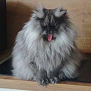 Lia a rejoint le concours — aidez-le/la à gagner de superbes lots ! cat, fluffy, grey, tongue_out, pet, animal, indoor, wooden_surface, cute, feline, fur, sitting, funny_expression, domestic_cat, whiskers, close_up, portrait, mammal, relaxed, home