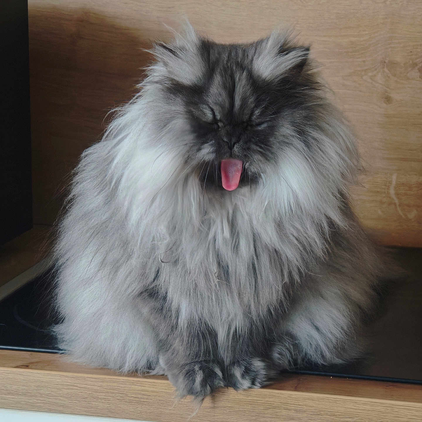 Lia a rejoint le concours — aidez-le/la à gagner de superbes lots ! cat, fluffy, grey, tongue_out, pet, animal, indoor, wooden_surface, cute, feline, fur, sitting, funny_expression, domestic_cat, whiskers, close_up, portrait, mammal, relaxed, home