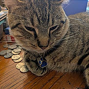 Teako is registered to the contest to win money with this photo: cat, tabby_cat, close_up, indoor, wooden_table, coins, collar, tag, paw_shaped_tag, feline, pet, whiskers, fur, relaxed, sleepy, domestic_animal, animal, household, natural_light, table_surface