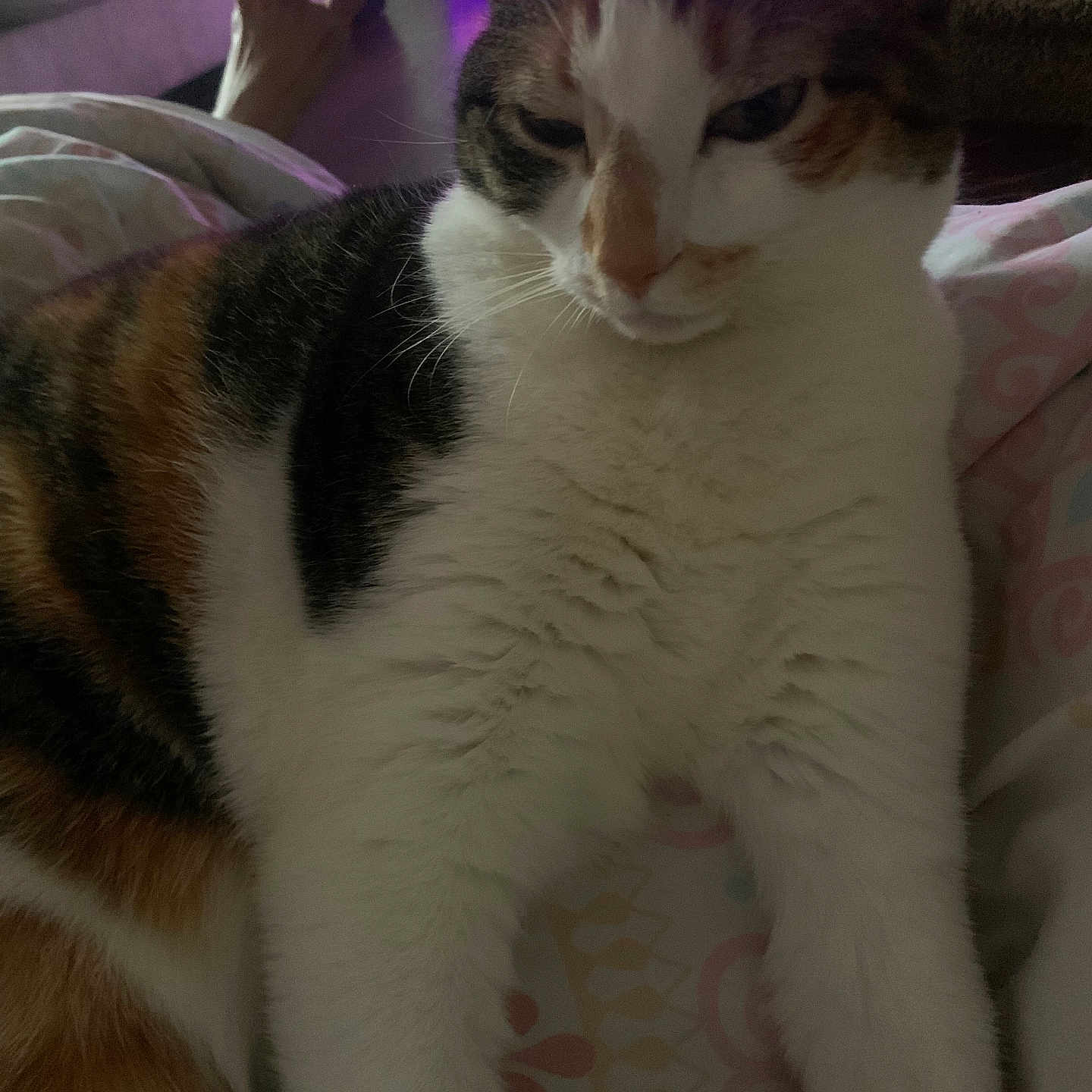 Cali Calico joined the competition — help win amazing prizes! abyssinian, animal, architecture, armchair, blanket, building, cat, chair, couch, cushion, furniture, homedecor, indoors, kitten, livingroom, manx, pet, purple, room, siamese