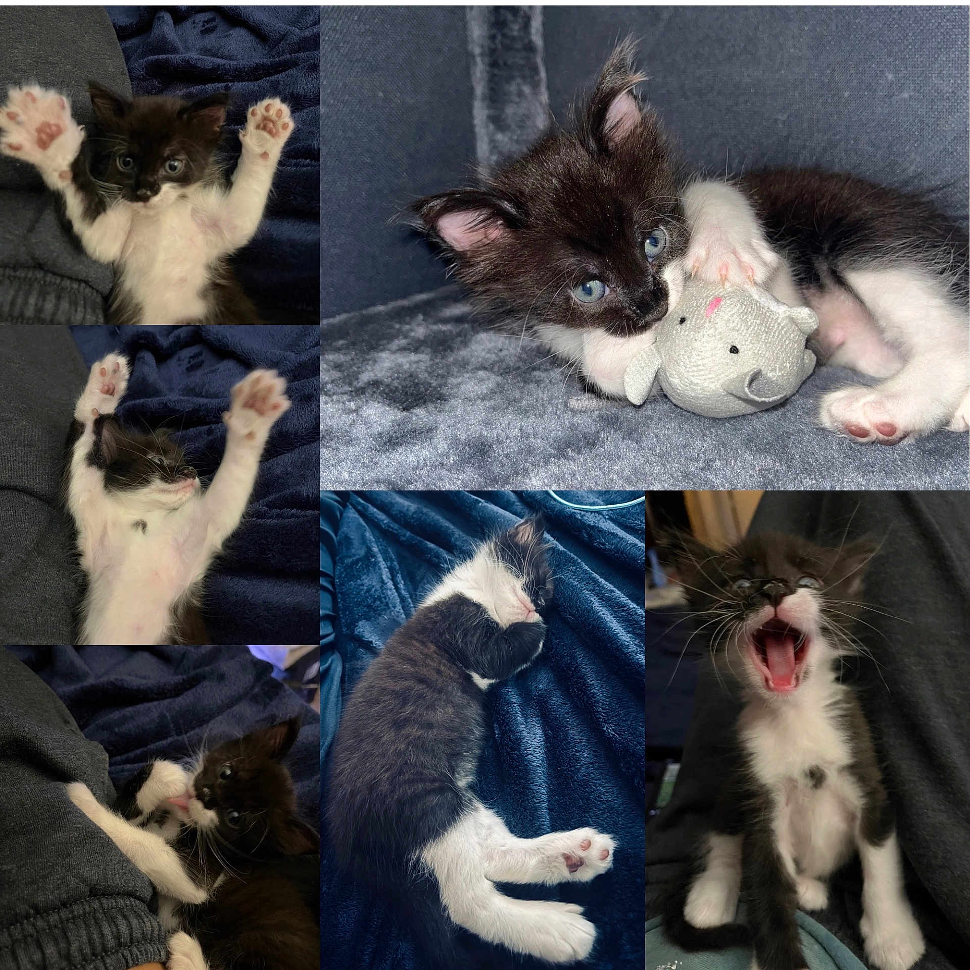 Fate is registered to the contest to win money with this photo: abyssinian, animal, art, baby, canine, cat, collage, couch, furniture, homedecor, kitten, linen, manx, person, pet, plush, siamese, sleeping, snout, toy