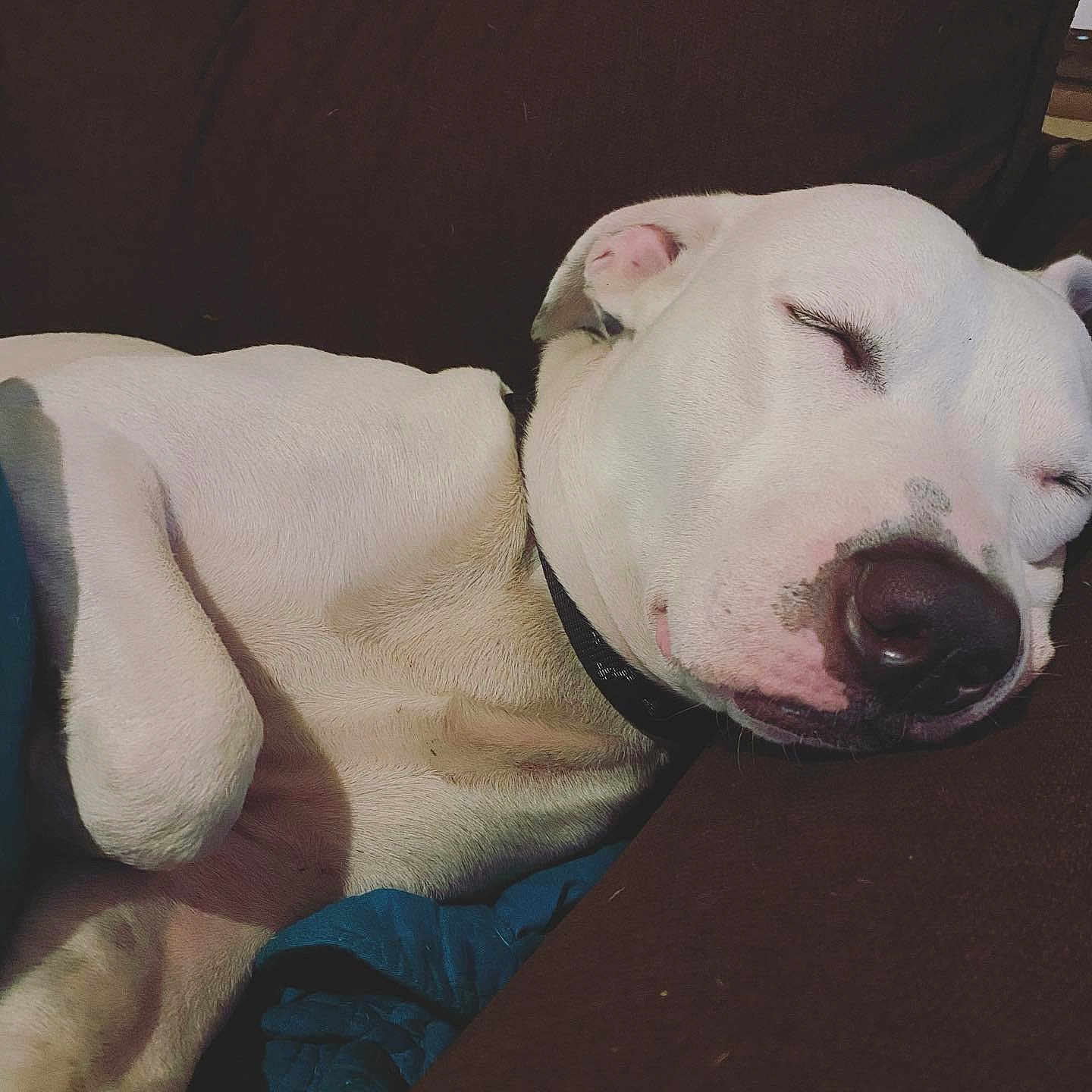 Buddy