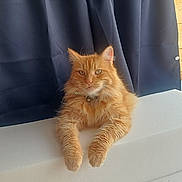 Chouchou participe au concours pour gagner de l'argent avec cette photo : animal, calm, cat, closeup, curtains, cute, domestic_animal, feline, fluffy, fur, indoor, mammal, orange_cat, paws, pet, portrait, relaxed, resting, whiskers, white_surface