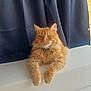 animal, calm, cat, closeup, curtains, cute, domestic_animal, feline, fluffy, fur, indoor, mammal, orange_cat, paws, pet, portrait, relaxed, resting, whiskers, white_surface