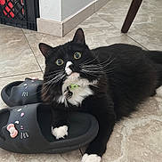 Neo is registered to the contest to win money with this photo: cat, black_and_white, slippers, floor, tile, pet, whiskers, paw, indoor, furniture_leg, curious, collar, playful, animal, domestic, cute, resting, eyes, muzzle, fur