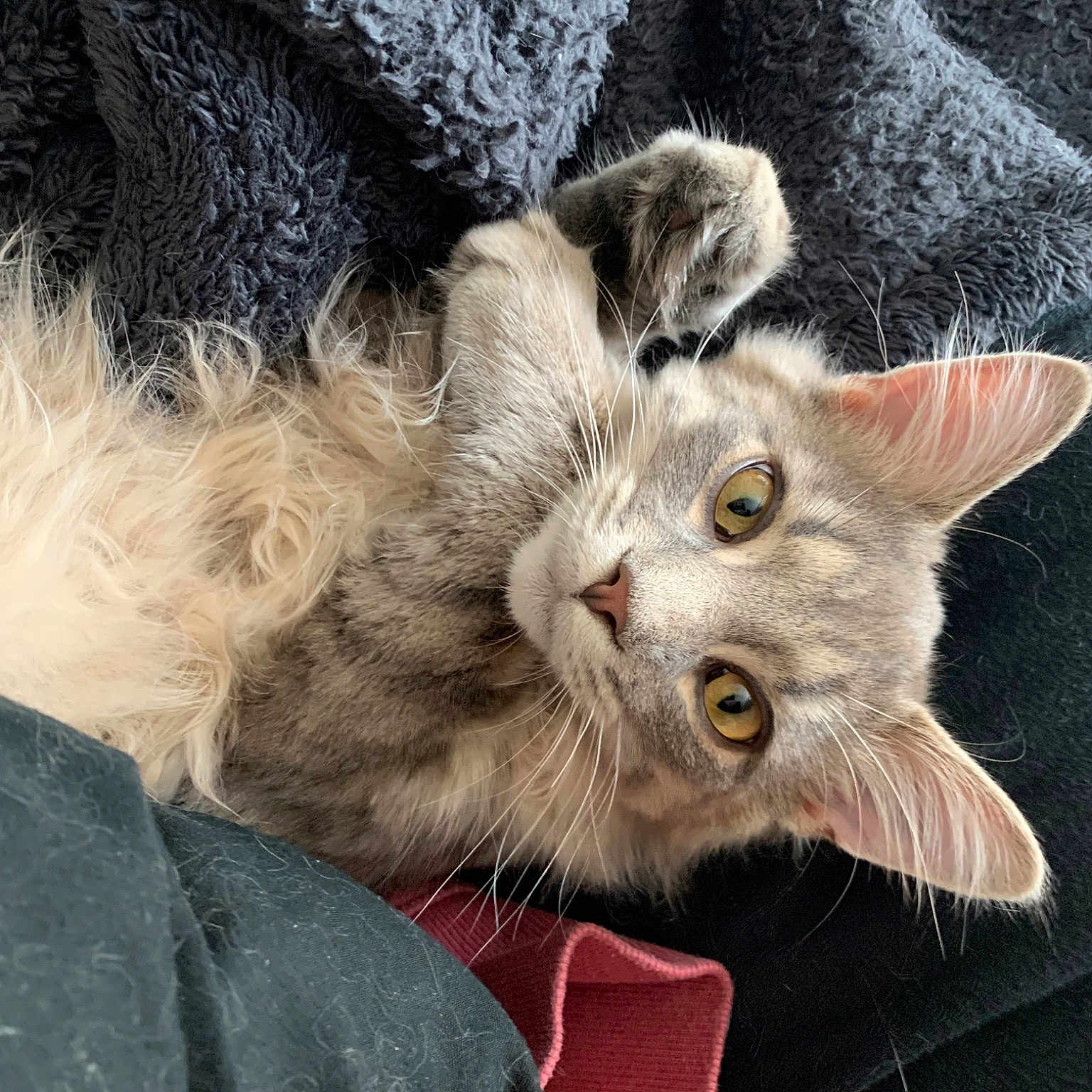Morty