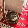 Morty is registered to the contest to win money with this photo: animal, basket, beige_couch, cat, couch, cozy, domestic_cat, feline, floor, floral_pattern, furniture, gray_cat, household, indoor, pet, red_rug, relaxed, resting, rug, wooden_chair