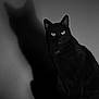 cat, black_cat, shadow, monochrome, black_and_white, animal, pet, whiskers, ears, eyes, feline, sitting, wooden_surface, dark, contrast, indoor, portrait, mysterious, quiet, still_life