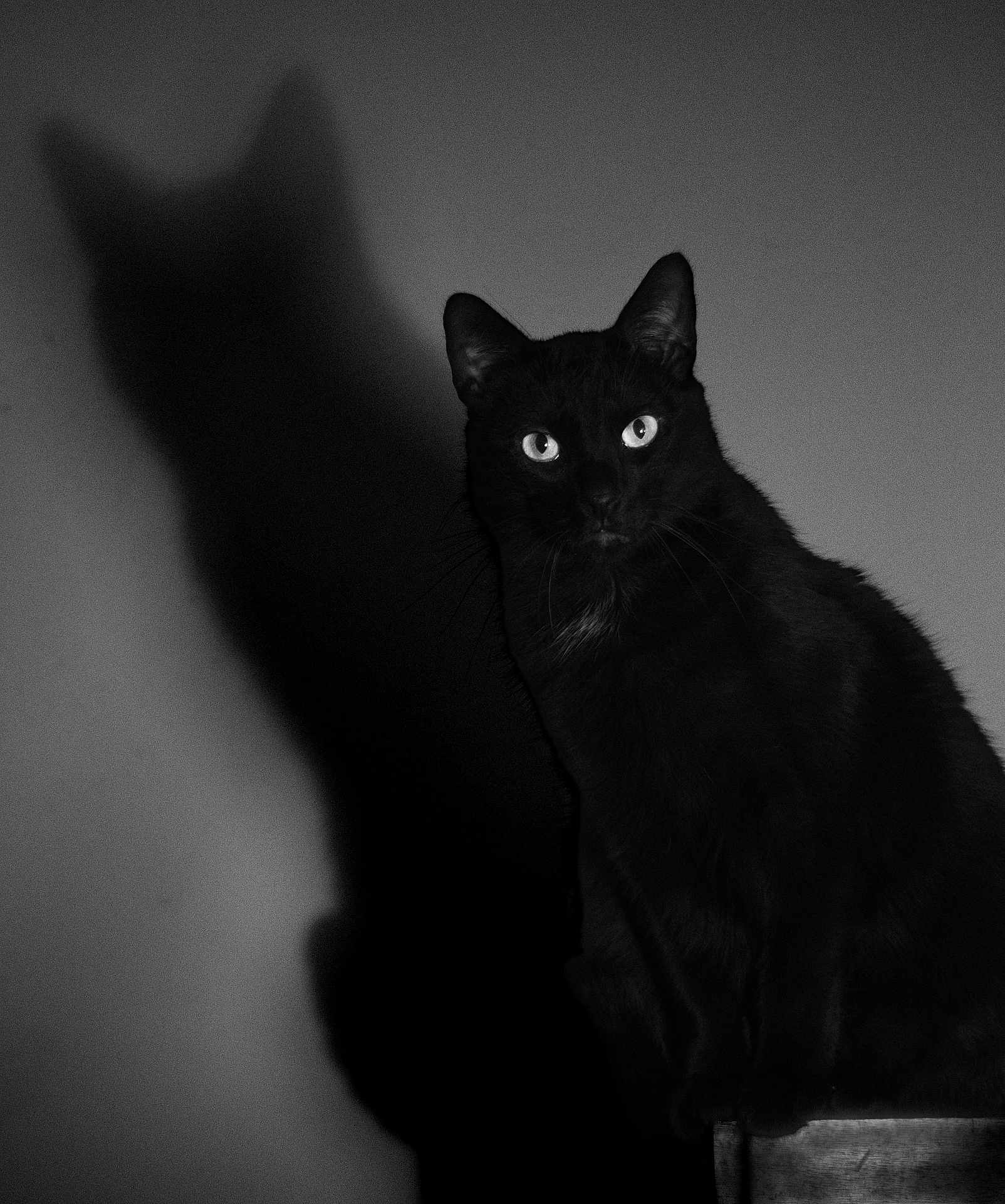 Goodman participe au concours pour gagner de l'argent avec cette photo : cat, black_cat, shadow, monochrome, black_and_white, animal, pet, whiskers, ears, eyes, feline, sitting, wooden_surface, dark, contrast, indoor, portrait, mysterious, quiet, still_life