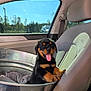 Tank is registered to the contest to win money with this photo: puppy, rottweiler, dog, car, car_seat, metal_tub, tongue_out, sunlight, window, happy, pet, animal, canine, inside, transport, seatbelt, blanket, daytime, nature, trees