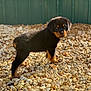 Tank joined the competition — help win amazing prizes! puppy, rottweiler, dog, animal, pet, outdoor, pebbles, sunlight, fence, curious, young, black_and_tan, standing, looking_back, nature, daylight, canine, small, adorable, fur
