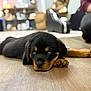 rottweiler, puppy, dog, sleepy, floor, wooden_floor, indoor, pet, animal, cute, resting, lying_down, black_and_tan, young, canine, domestic_animal, fur, paw, close_up, background_blur