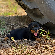 Tank joined the competition — help win amazing prizes! puppy, rottweiler, dog, tongue_out, black_and_tan, outdoor, dirt, tractor_tire, grass, sunlight, nature, animal, young_dog, playful, pet, canine, resting, farm, leaves, summer
