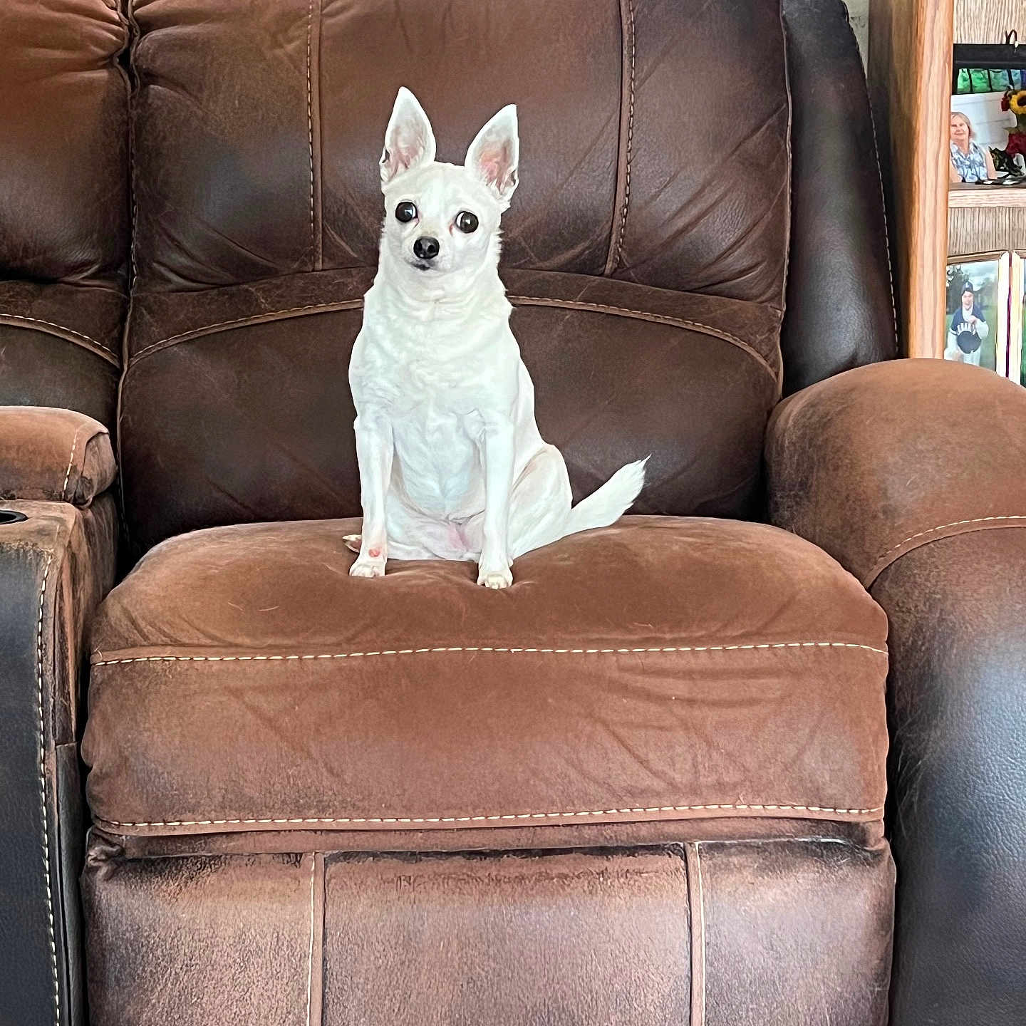 Miss Clara Bell is registered to the contest to win money with this photo: alert, animal, brown_furniture, chihuahua, comfortable, cute, dog, ears_up, floor, home, indoor, leather, living_room, pet, recliner, seated, small_dog, stitching, white_dog, wood_floor