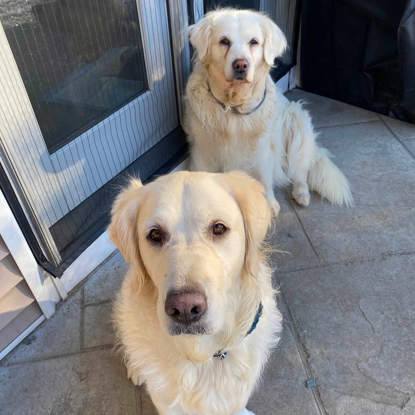 Lilly is registered to the contest to win money with this photo: animal, architecture, building, canine, dog, door, goldenretriever, head, hound, labradorretriever, outdoors, path, person, pet, puppy, shelter, slate, walkway, whitedog, window