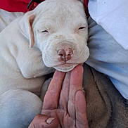 Snow is registered to the contest to win money with this photo: animal, blanket, close_up, companion, cozy, cute, dog, domestic_animal, fur, hand, pet, pink_nose, puppy, red_pillow, relaxing, resting, sleepy, soft_texture, white_dog, young_dog