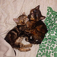 Mau Mau joined the competition — help win amazing prizes! animal, bed, blanket, cat, comfort, cozy, cute, domestic, ears, friendship, fur, indoor, kitten, pet, resting, sleeping, snuggling, soft, whiskers, young