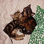 animal, bed, blanket, cat, comfort, cozy, cute, domestic, ears, friendship, fur, indoor, kitten, pet, resting, sleeping, snuggling, soft, whiskers, young