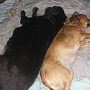 Barney is registered to the contest to win money with this photo: dog, bed, sleeping, black_dog, tan_dog, pet, indoor, blanket, tennis_ball, fur, resting, cozy, animal, canine, laying_down, domestic_animal, mammal, two_dogs, relaxation, sleep