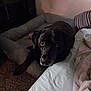 Barney joined the competition — help win amazing prizes! black_dog, dog_bed, indoor, bed, pillow, blanket, carpet, sleepy, pet, animal, resting, cozy, furniture, canine, domestic_animal, looking_up, relaxed, home, quiet, dim_light