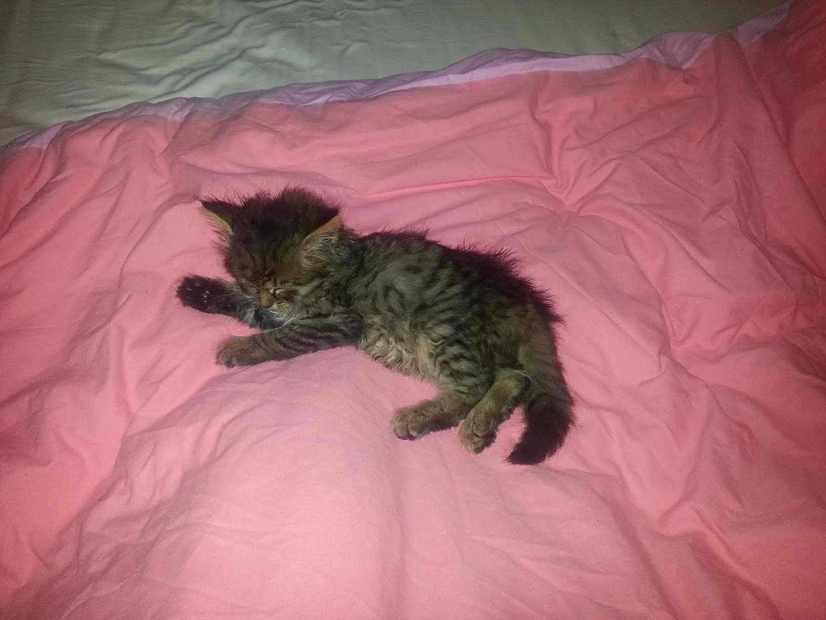 Choupette a rejoint le concours — aidez-le/la à gagner de superbes lots ! bed, bed_sheet, bedding, carnivore, cat, comfort, dog_breed, domestic_short_haired_cat, duvet, felidae, fur, linens, nap, paw, small_to_medium_sized_cats, tail, terrestrial_animal, whiskers