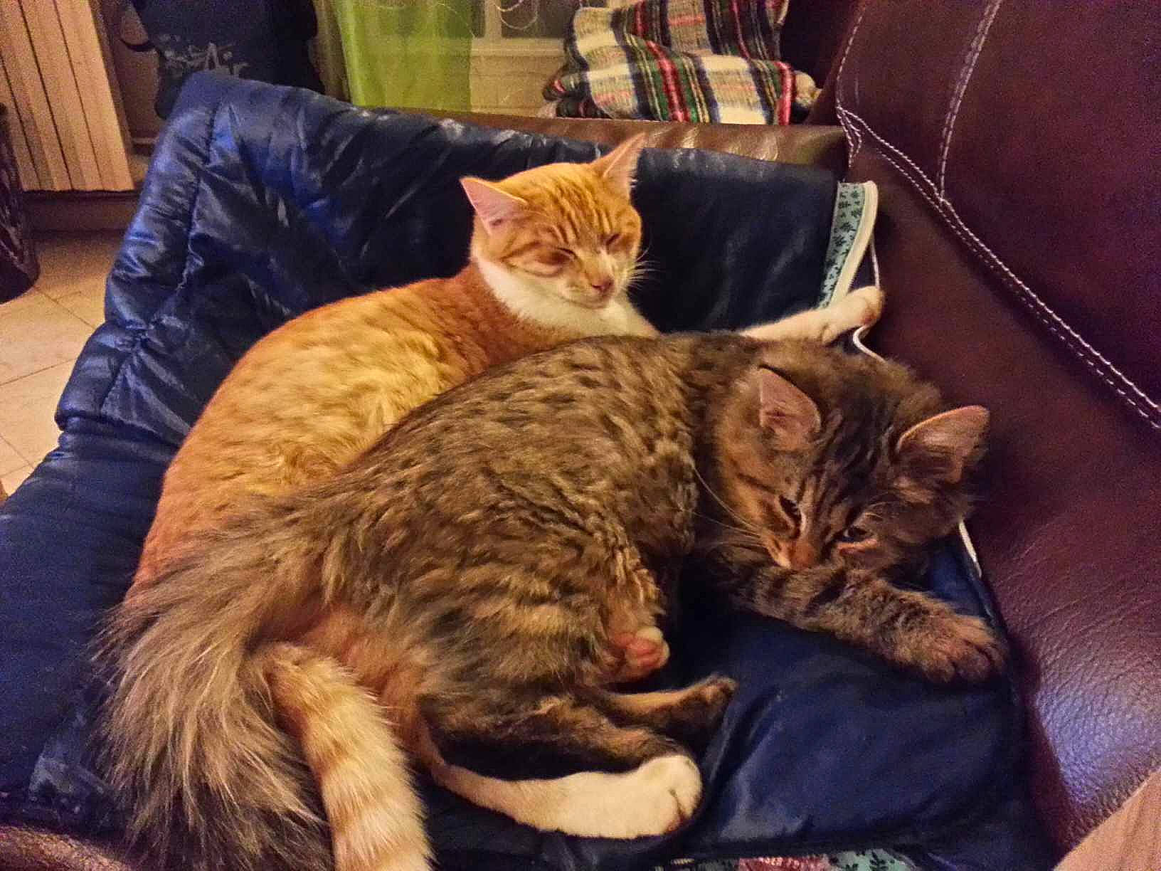 Choupette a rejoint le concours — aidez-le/la à gagner de superbes lots ! cabinetry, carnivore, cat, claw, comfort, couch, domestic_short_haired_cat, felidae, fur, lap, nap, paw, room, sitting, small_to_medium_sized_cats, tail, tree, whiskers, wood