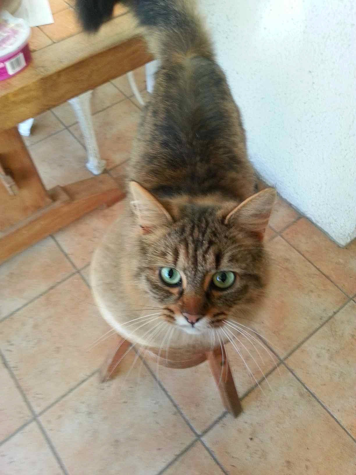 Choupette a rejoint le concours — aidez-le/la à gagner de superbes lots ! carnivore, cat, claw, domestic_short_haired_cat, door, fawn, felidae, floor, flooring, foot, fur, hardwood, paw, small_to_medium_sized_cats, snout, tail, terrestrial_animal, tile_flooring, whiskers, wood