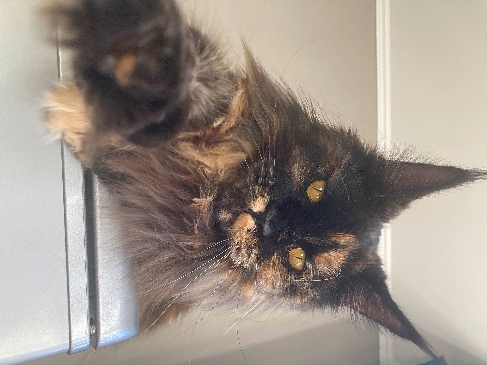 Taïga a rejoint le concours — aidez-le/la à gagner de superbes lots ! black_cat, carnivore, cat, claw, comfort, domestic_short_haired_cat, felidae, fur, liver, maine_coon, paw, small_to_medium_sized_cats, snout, tail, terrestrial_animal, whiskers, window