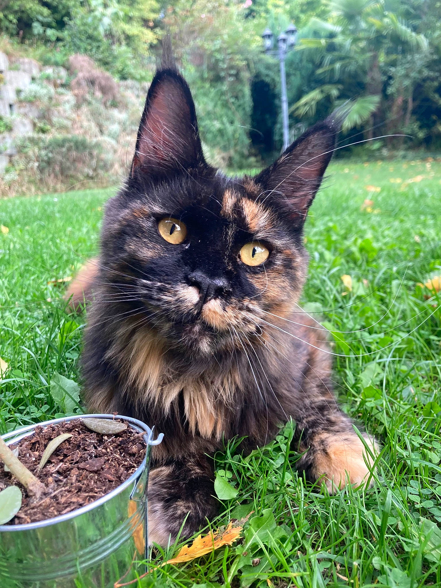 Taïga participe au concours pour gagner de l'argent avec cette photo : black_cat, carnivore, cat, domestic_short_haired_cat, felidae, flowerpot, fur, grass, groundcover, houseplant, pet_food, plant, shrub, small_to_medium_sized_cats, snout, soil, tail, terrestrial_animal, tree, whiskers