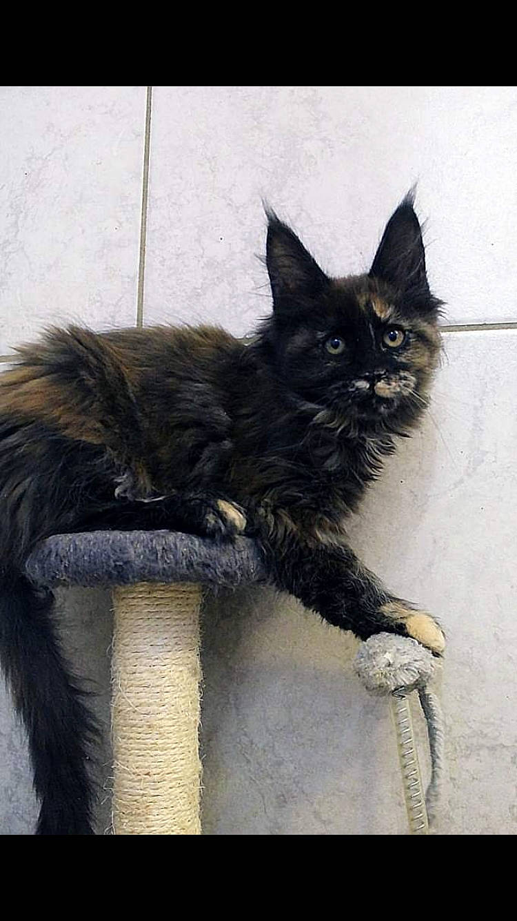 Taïga participe au concours pour gagner de l'argent avec cette photo : black_cat, bombay, carnivore, cat, cat_furniture, cat_supply, claw, domestic_short_haired_cat, eye, felidae, fur, grey, paw, sitting, small_to_medium_sized_cats, snout, tail, terrestrial_animal, whiskers, window