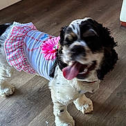 Ivy joined the competition — help win amazing prizes! dog, puppy, spaniel, black_and_white, brown, pet, animal, portrait, indoors, wood_floor, dressed_up, dog_clothing, plaid, skirt, shirt, pink_flower, panting, happy, sitting, cute