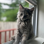 Zoey joined the competition — help win amazing prizes! animal, blurred_background, cat, close_up, curious, cute, domestic_cat, feline, fluffy, gray_fur, indoor, kitten, outdoor, pet, resting, soft_light, whiskers, window, windowsill, young_cat