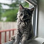 animal, blurred_background, cat, close_up, curious, cute, domestic_cat, feline, fluffy, gray_fur, indoor, kitten, outdoor, pet, resting, soft_light, whiskers, window, windowsill, young_cat