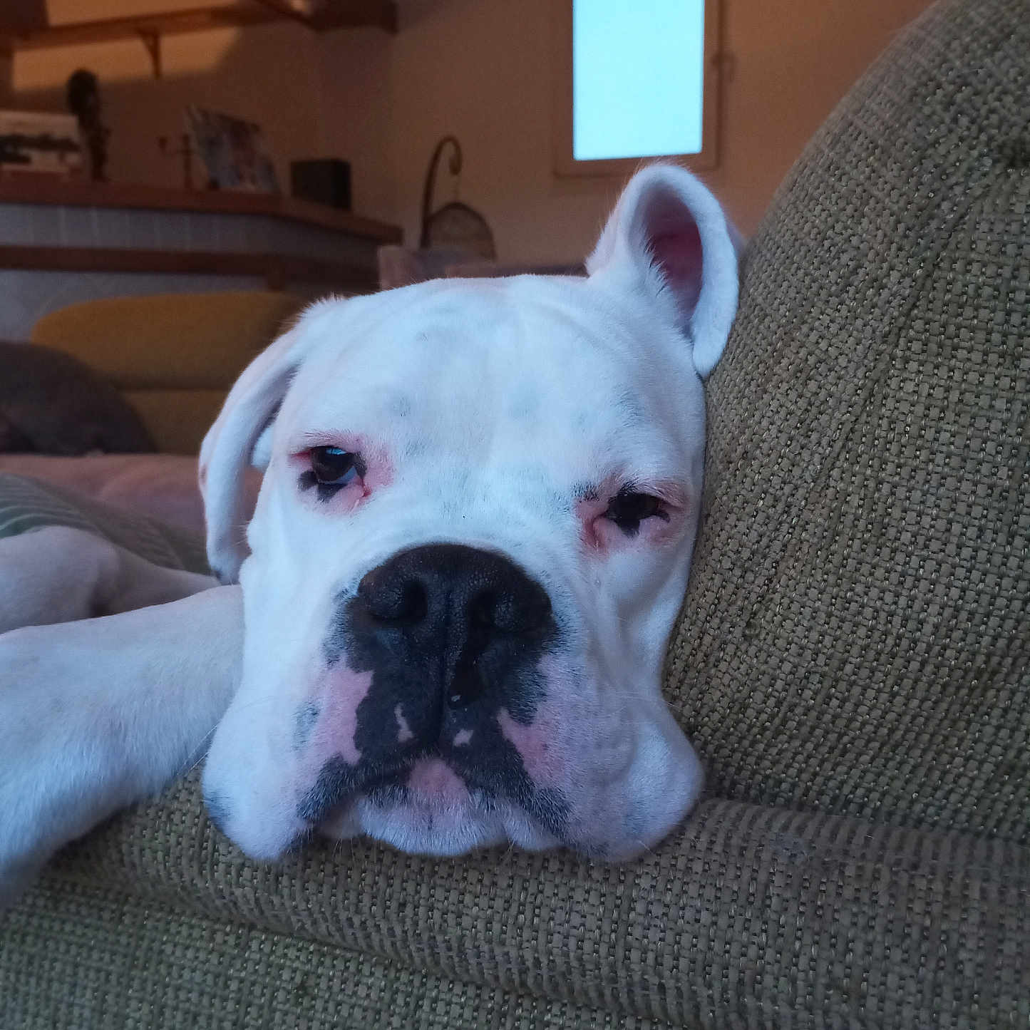 Uno participe au concours pour gagner de l'argent avec cette photo : animal, architecture, boxer, building, bulldog, canine, chair, couch, dog, electronics, frenchbulldog, furniture, indoors, interiordesign, livingroom, pet, pitbull, puppy, room, whitedog