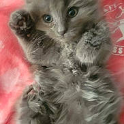 Bear joined the competition — help win amazing prizes! adorable, animal, cat, closeup, curious, cute, feline, fluffy, fur, gray_cat, indoor, kitten, lying_down, paw, pet, pink_background, resting, small, soft, young