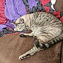 Bean-Vanilla Bean joined the competition — help win amazing prizes! cat, sleeping, couch, leather, quilt, star_wars, purple, red, brown, striped, tail, paw, relaxed, indoor, pet, feline, resting, fur, comfortable, cozy
