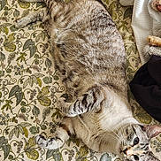 Bean-Vanilla Bean is registered to the contest to win money with this photo: cat, tabby, striped, laying_down, bedspread, floral_pattern, whiskers, paws, relaxed, indoor, pet, feline, curious, fur, cute, animal, mammal, resting, closeup, domestic
