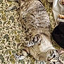 animal, bedspread, cat, closeup, curious, cute, domestic, feline, floral_pattern, fur, indoor, laying_down, mammal, paws, pet, relaxed, resting, striped, tabby, whiskers