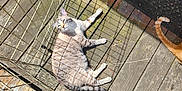 Bean-Vanilla Bean joined the competition — help win amazing prizes! animal, cat, daylight, feet, feline, ginger_tail, outdoor, person, pet, relaxed, resting, sandals, shadow, shadows, socks, striped_cat, sunlight, tail, wire_enclosure, wooden_deck