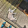 Bean-Vanilla Bean joined the competition — help win amazing prizes! cat, feline, wire_enclosure, wooden_deck, sunlight, shadow, tail, feet, socks, sandals, outdoor, pet, relaxed, striped_cat, ginger_tail, person, shadows, daylight, resting, animal