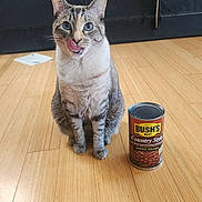 Bean-Vanilla Bean is registered to the contest to win money with this photo: animal, baked_beans, blue_eyes, can, cat, curious, cute, domestic_cat, feline, flooring, food_container, household, indoor, licking_lips, pet, sitting, still_life, striped, tabby_cat, wooden_floor