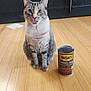 animal, baked_beans, blue_eyes, can, cat, curious, cute, domestic_cat, feline, flooring, food_container, household, indoor, licking_lips, pet, sitting, still_life, striped, tabby_cat, wooden_floor