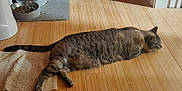 Bean-Vanilla Bean is registered to the contest to win money with this photo: cat, tabby, wooden_floor, rug, food_bowls, sunlight, indoor, pet, relaxed, animal, feline, striped, flooring, home, domestic, mammal, laying_down, cozy, quiet, resting