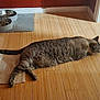 animal, cat, cozy, domestic, feline, flooring, food_bowls, home, indoor, laying_down, mammal, pet, quiet, relaxed, resting, rug, striped, sunlight, tabby, wooden_floor