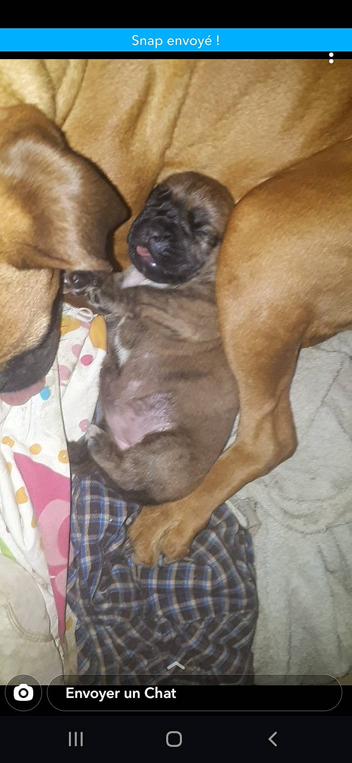 Akita participe au concours pour gagner de l'argent avec cette photo : canidae, carnivore, comfort, companion_dog, dog, dog_breed, fawn, liver, mammal, non_sporting_group, pattern, paw, plaid, snout, sporting_group, tartan, terrestrial_animal, toy_dog, working_animal, wrinkle