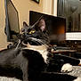 Pippi is registered to the contest to win money with this photo: cat, tuxedo_cat, black_and_white, pet, indoor, computer_monitor, keyboard, desk, window, wall_art, feline, whiskers, relaxed, home, technology, curtain, looking_away, paw, fur, resting