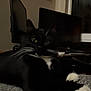 cat, tuxedo_cat, black_and_white, indoor, furniture, monitor, computer, artwork, framed_picture, paws, whiskers, relaxed, pet, animal, home, cozy, gray_surface, laid_back, domestic_cat, feline